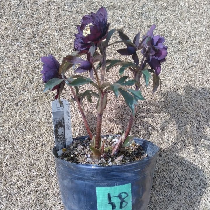 広瀬園芸。ヘレボルス(八重) パープル No58開花株。