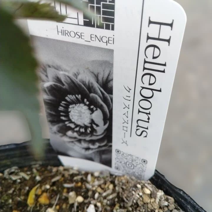 広瀬園芸。ヘレボルス(八重) パープル No58開花株。