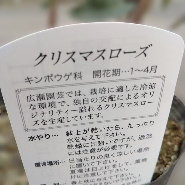 広瀬園芸。ヘレボルス(八重) パープル No58開花株。