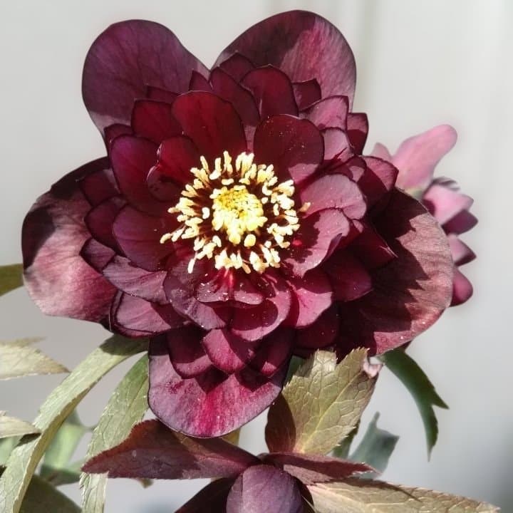 広瀬園芸。ヘレボルス(八重) パープル No58開花株。