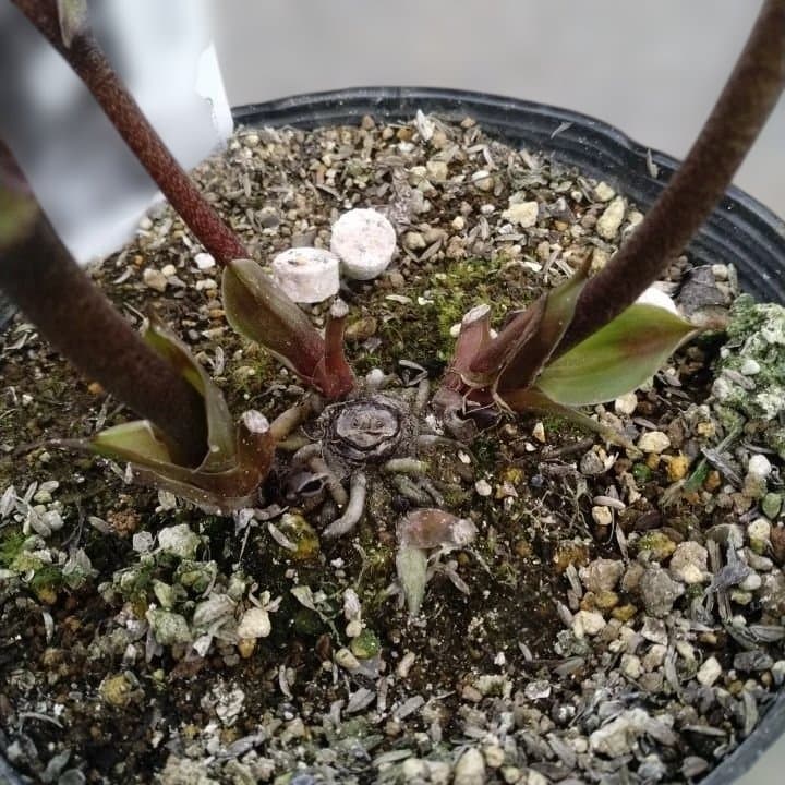広瀬園芸。ヘレボルス(八重) パープル No58開花株。