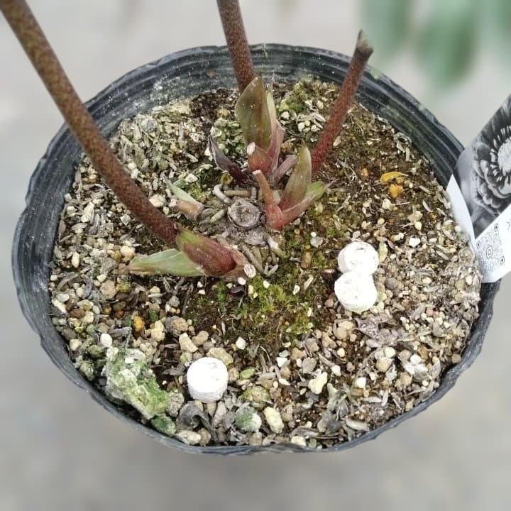 広瀬園芸。ヘレボルス(八重) パープル No58開花株。