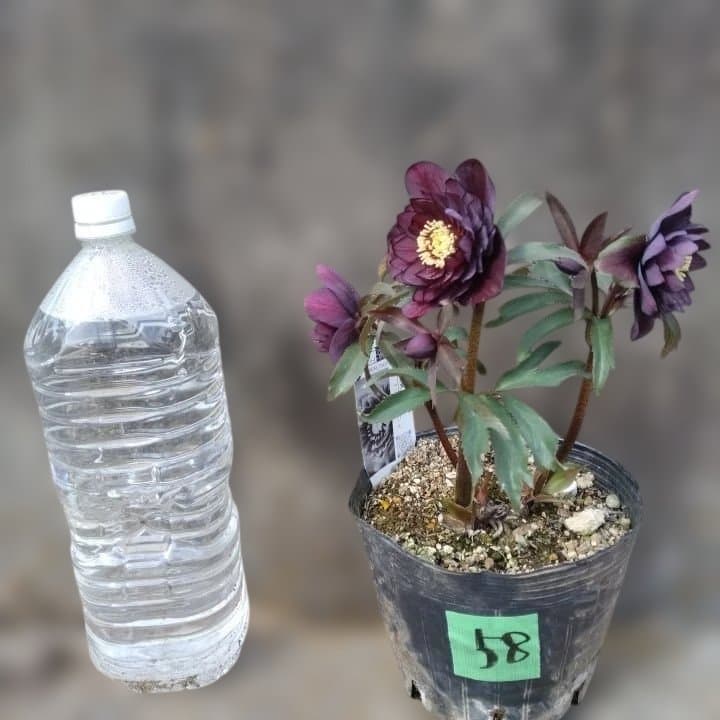 広瀬園芸。ヘレボルス(八重) パープル No58開花株。