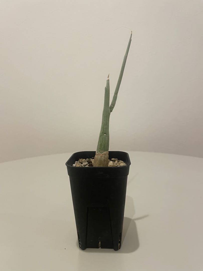 アデニア ペチュエリー（挿し木）