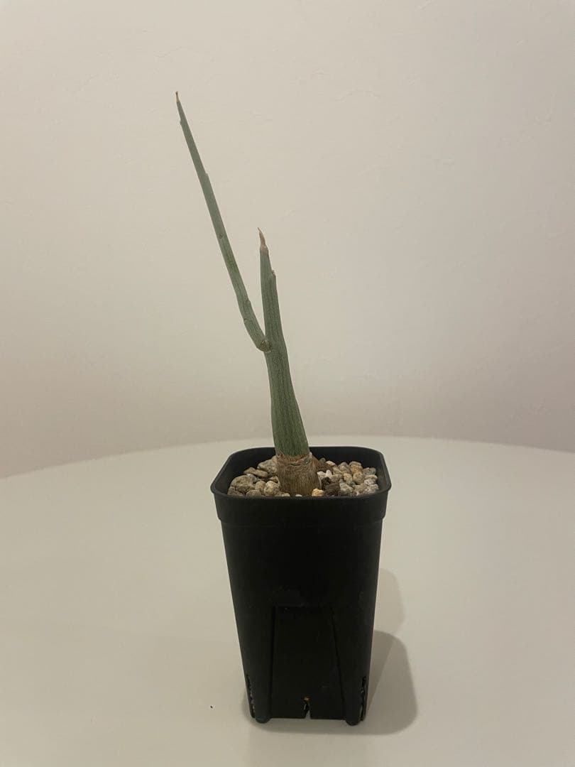 アデニア ペチュエリー（挿し木）