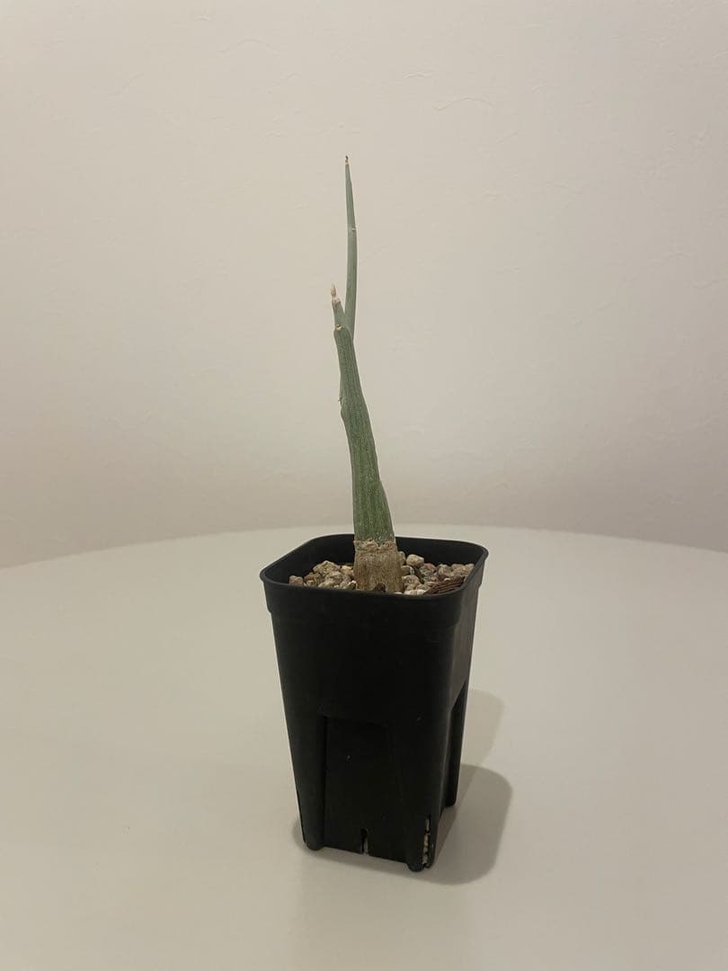 アデニア ペチュエリー（挿し木）