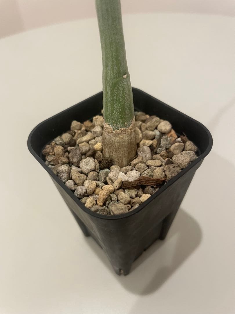 アデニア ペチュエリー（挿し木）