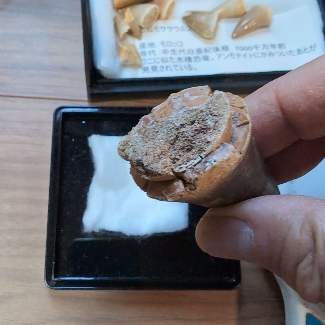本物　特大　モササウルス　歯化石　モロッコ　47グラム
