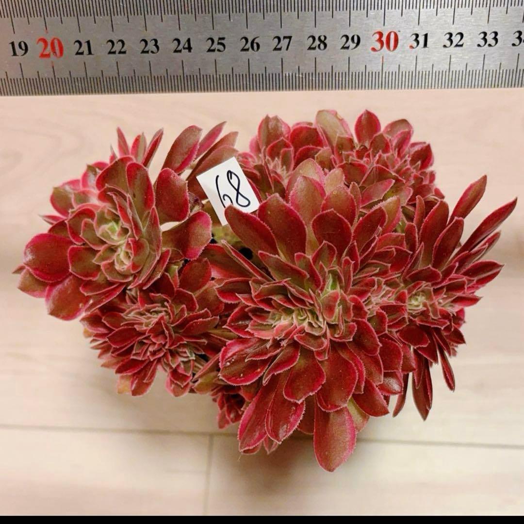 68#多肉植物アエオニウム錦❤️ピンクウィッチセッカ❤️16cm 拔き苗