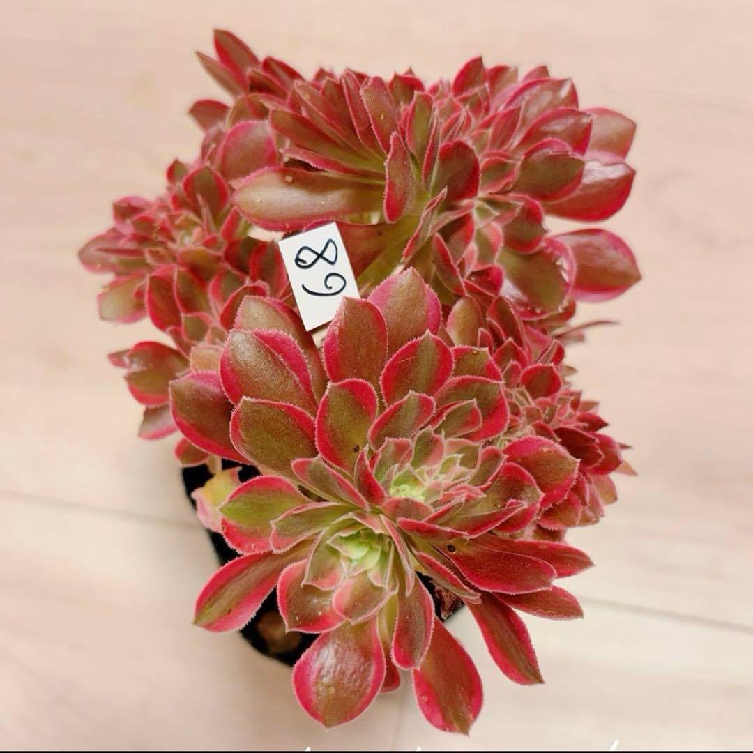 68#多肉植物アエオニウム錦❤️ピンクウィッチセッカ❤️16cm 拔き苗