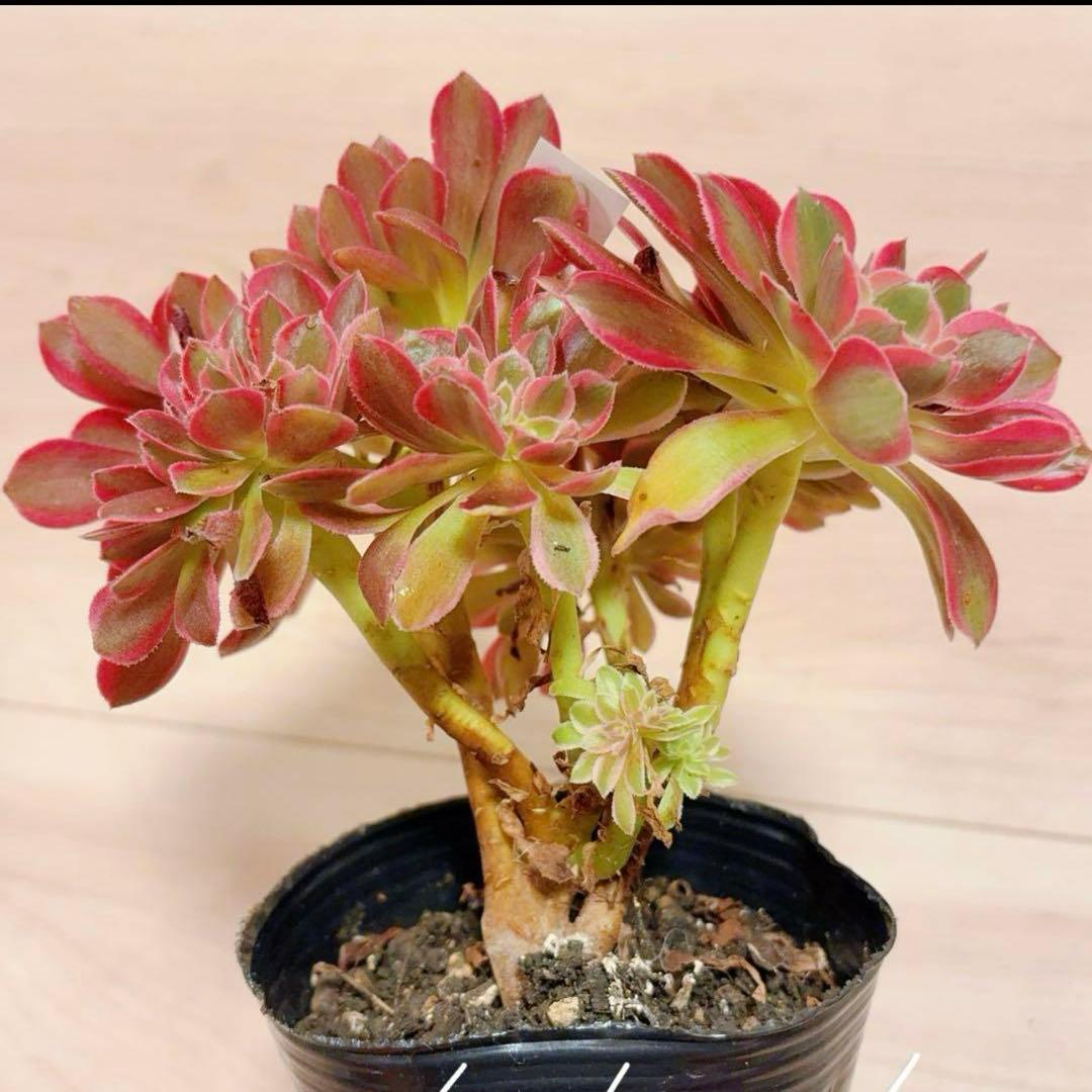 68#多肉植物アエオニウム錦❤️ピンクウィッチセッカ❤️16cm 拔き苗