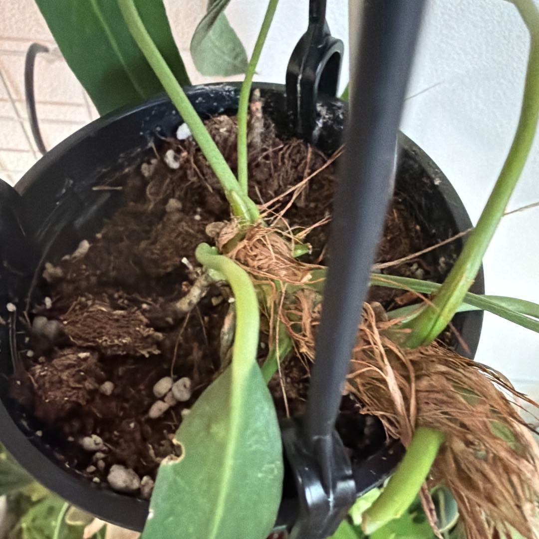 アンスリウム ウェンドリンゲリ 吊り 16日まで限定出品