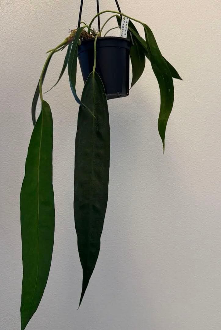 アンスリウム ウェンドリンゲリ 吊り 16日まで限定出品