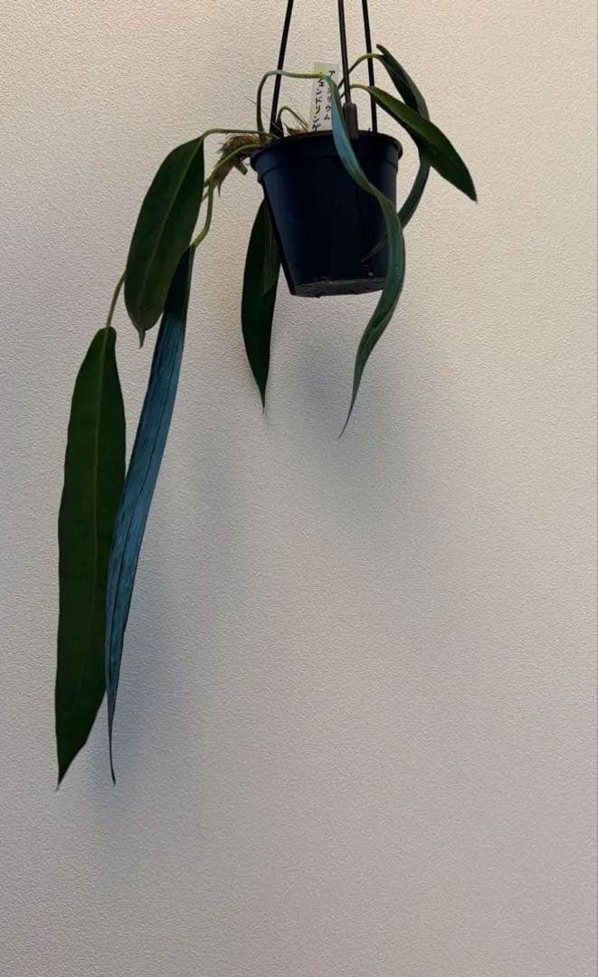 アンスリウム ウェンドリンゲリ 吊り 16日まで限定出品