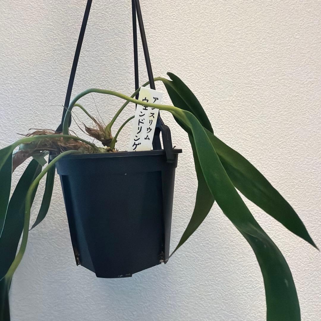 アンスリウム ウェンドリンゲリ 吊り 16日まで限定出品