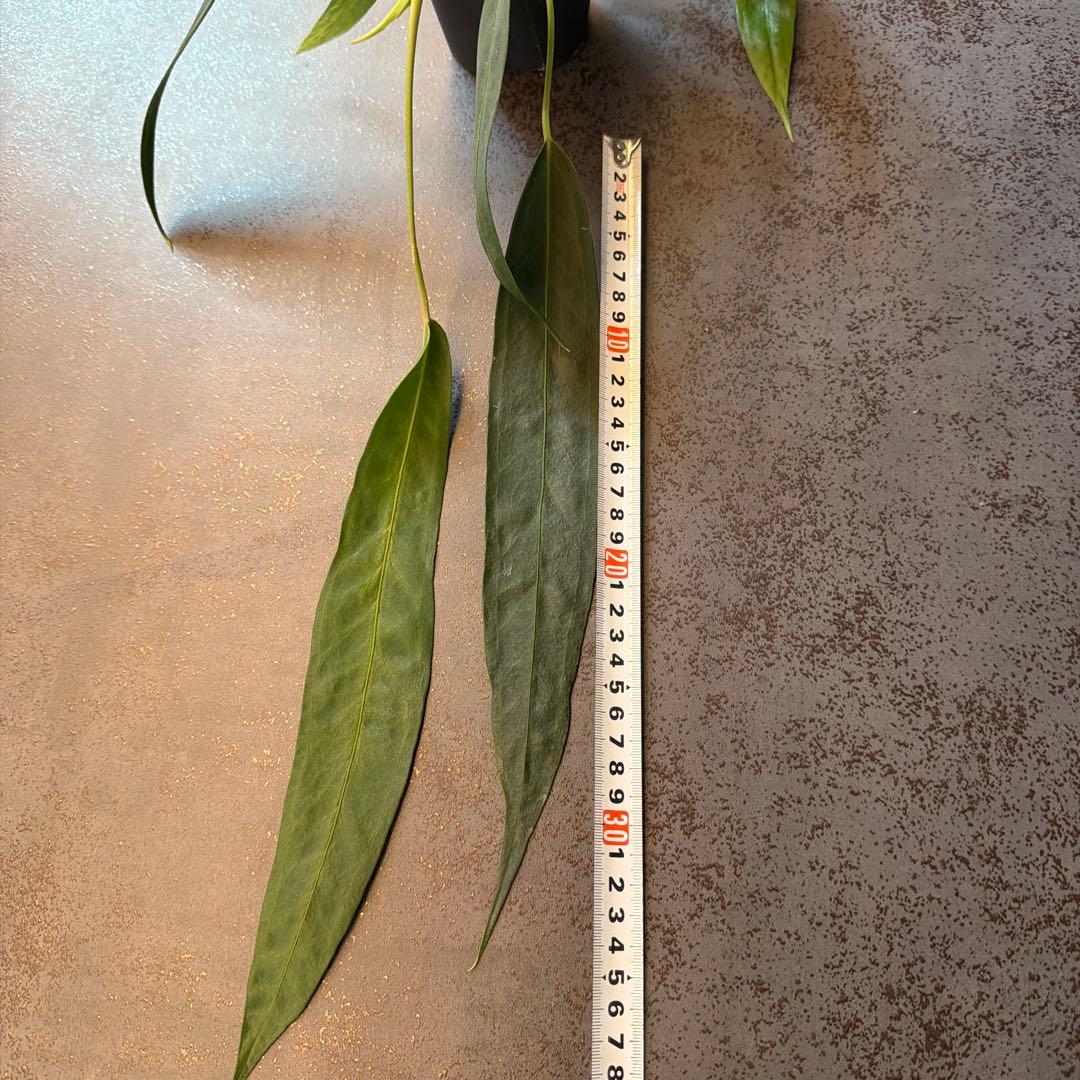 アンスリウム ウェンドリンゲリ 吊り 16日まで限定出品