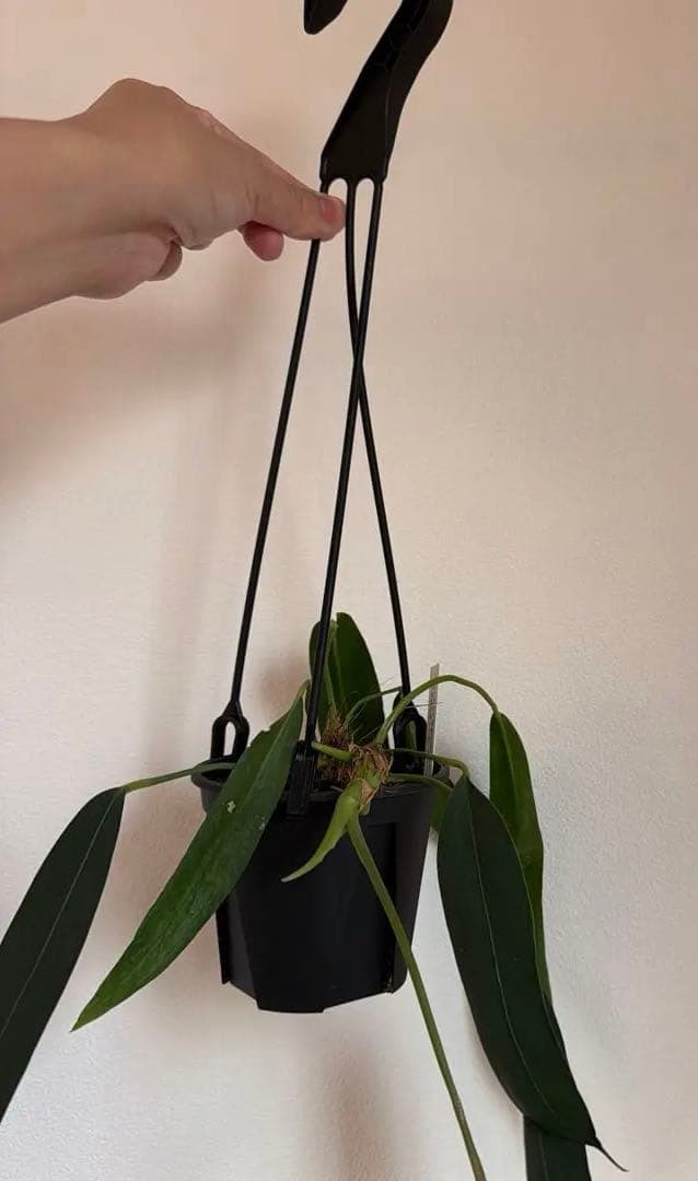 アンスリウム ウェンドリンゲリ 吊り 16日まで限定出品