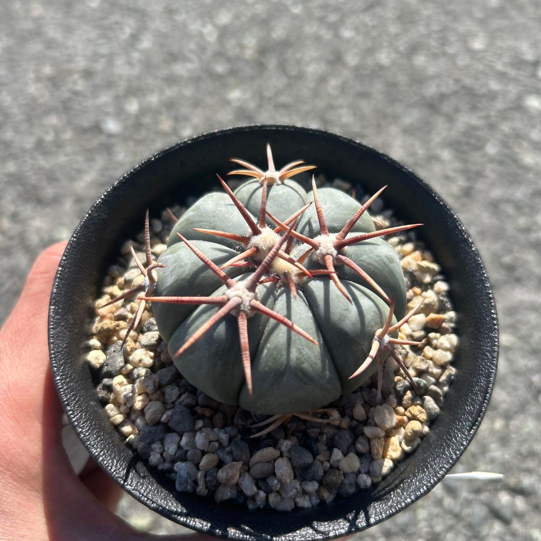 太平丸　尖紅丸　実生