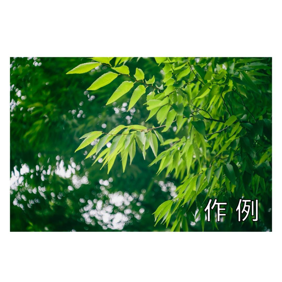 【フルサイズ！】Canon EOS RP ボディ