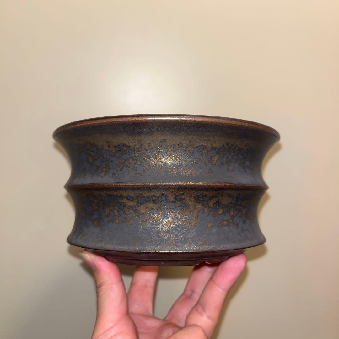 XL SIZE 作家鉢 アガベ グラキリス チタノタ オテロイ 白鯨 姫巌竜