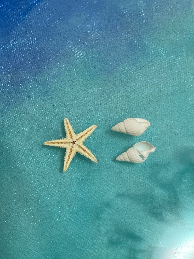 ネコ、犬シルエット　ミニ貝殻