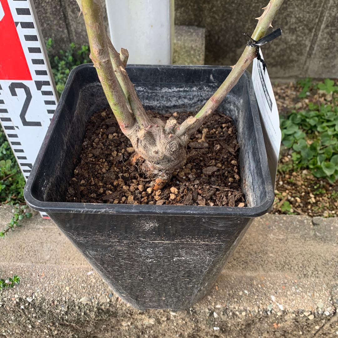 ルクソール Rosa Orientis 接木大苗 6号鉢 薔薇 苗 バラ苗