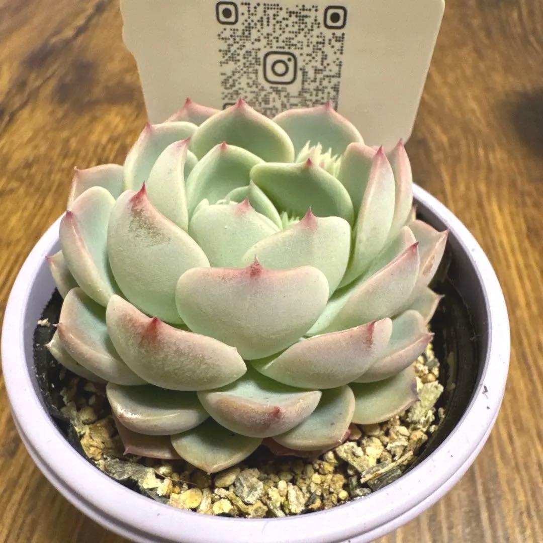 ファームパルク　クレムシャンティ　札付き