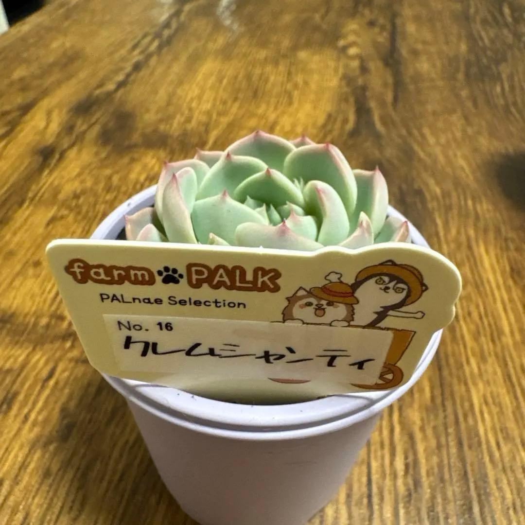 ファームパルク　クレムシャンティ　札付き