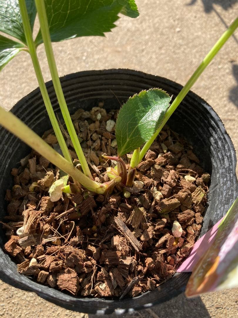 多弁サクラホワイト開花中　クリスマスローズ　宅配本州限定関西まで