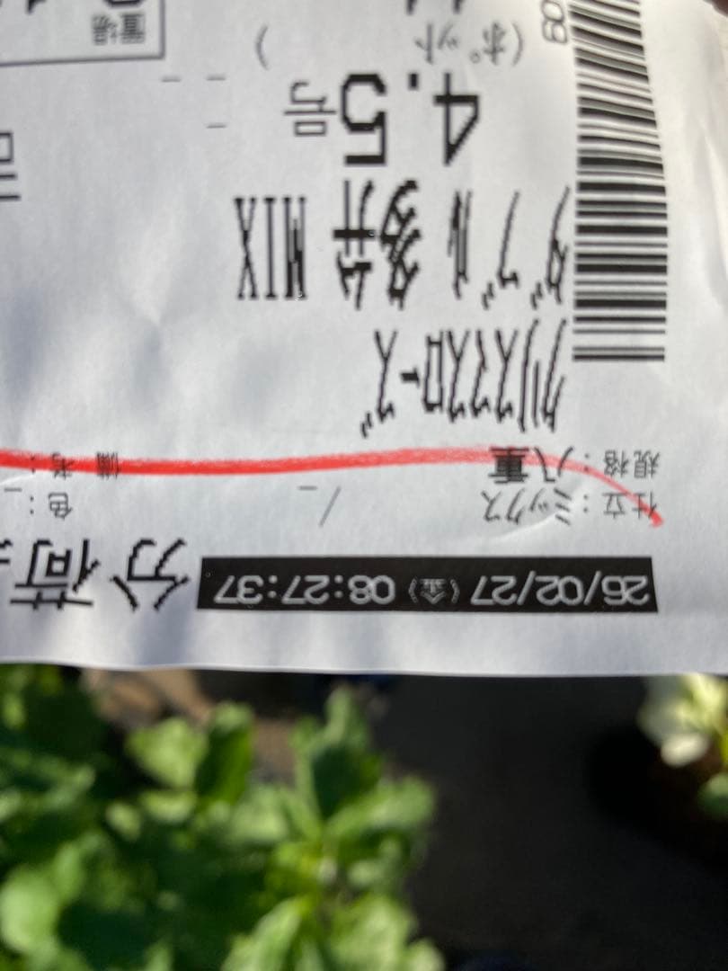 多弁サクラホワイト開花中　クリスマスローズ　宅配本州限定関西まで