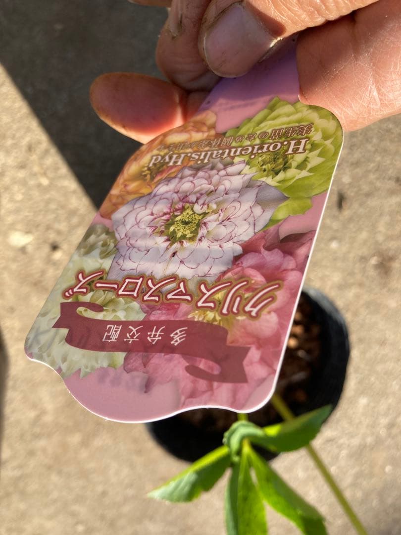 多弁サクラホワイト開花中　クリスマスローズ　宅配本州限定関西まで