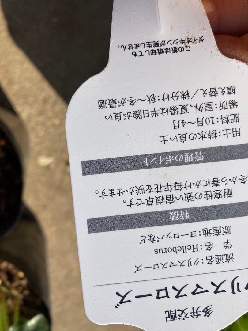 多弁サクラホワイト開花中　クリスマスローズ　宅配本州限定関西まで