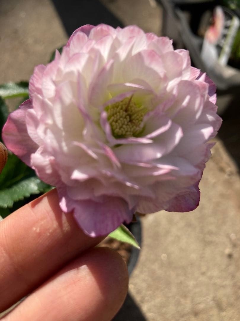 多弁サクラホワイト開花中　クリスマスローズ　宅配本州限定関西まで