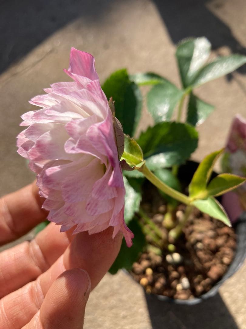 多弁サクラホワイト開花中　クリスマスローズ　宅配本州限定関西まで