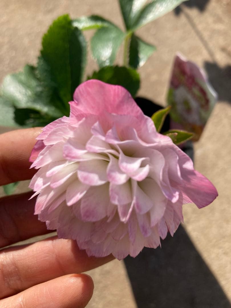 多弁サクラホワイト開花中　クリスマスローズ　宅配本州限定関西まで