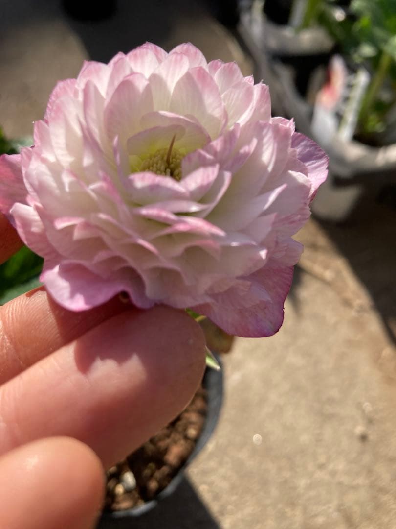 多弁サクラホワイト開花中　クリスマスローズ　宅配本州限定関西まで