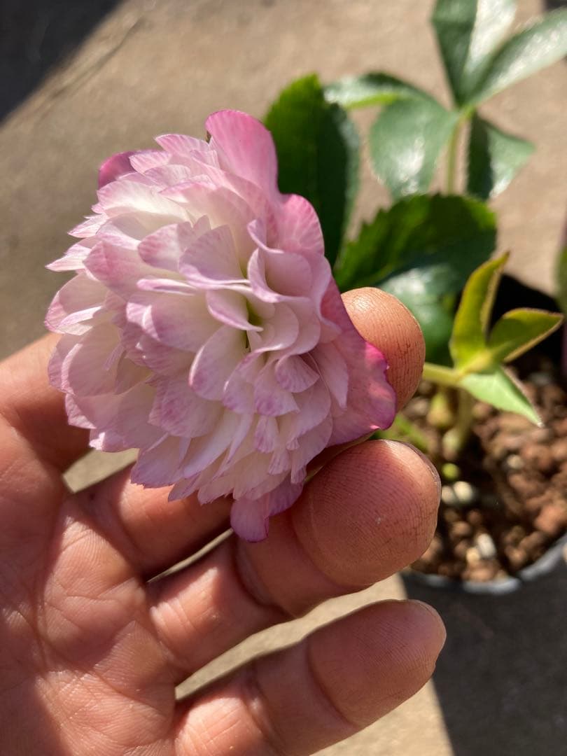 多弁サクラホワイト開花中　クリスマスローズ　宅配本州限定関西まで