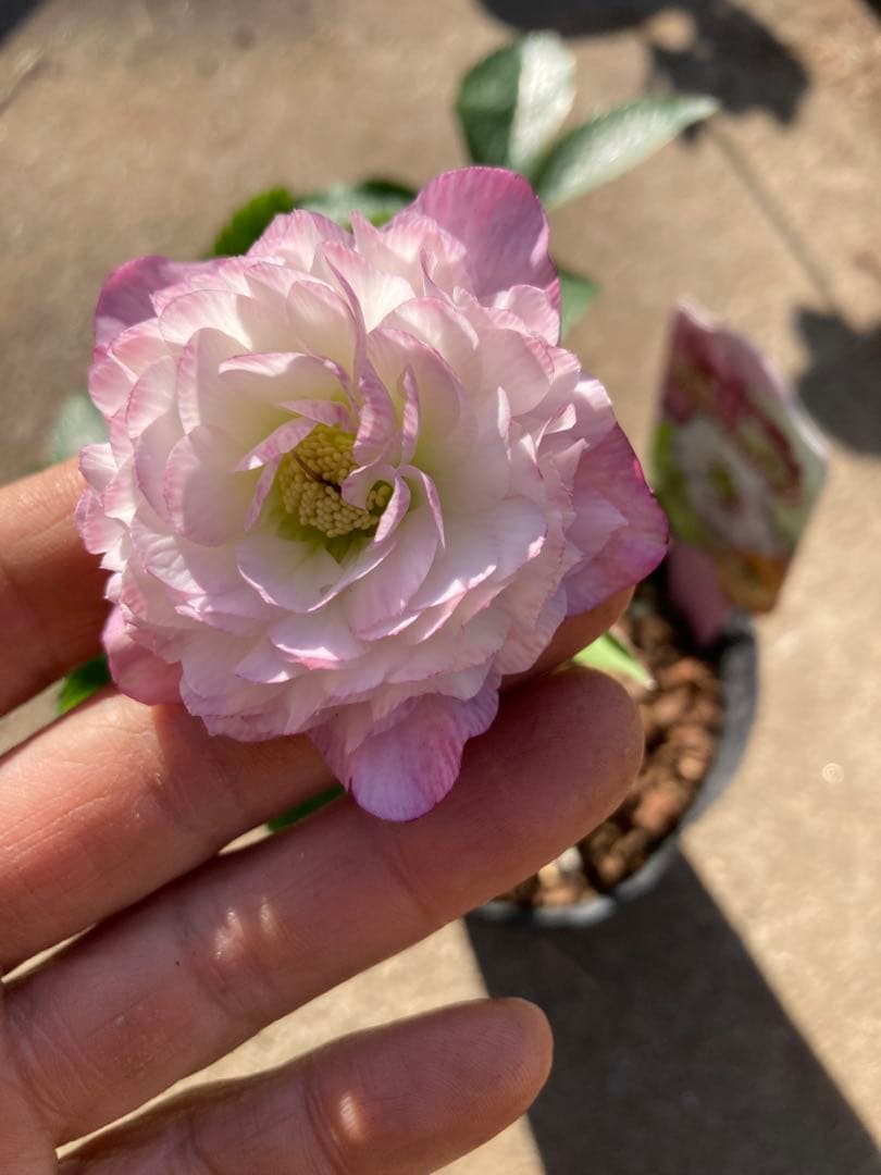 多弁サクラホワイト開花中　クリスマスローズ　宅配本州限定関西まで