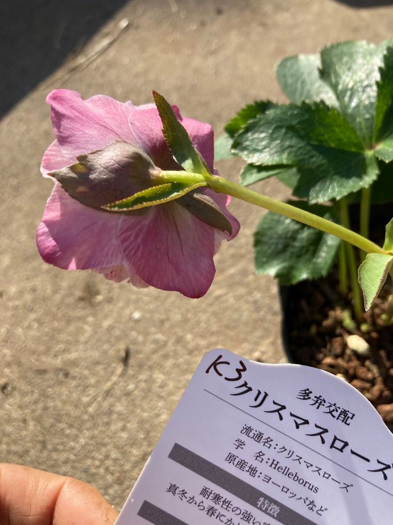 多弁サクラホワイト開花中　クリスマスローズ　宅配本州限定関西まで