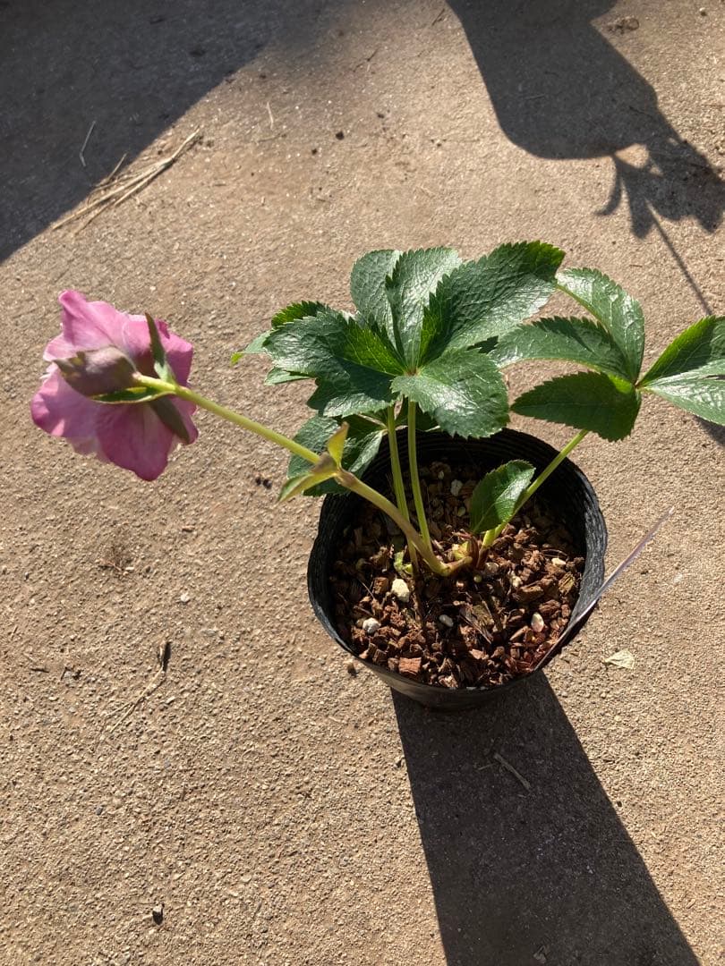 多弁サクラホワイト開花中　クリスマスローズ　宅配本州限定関西まで