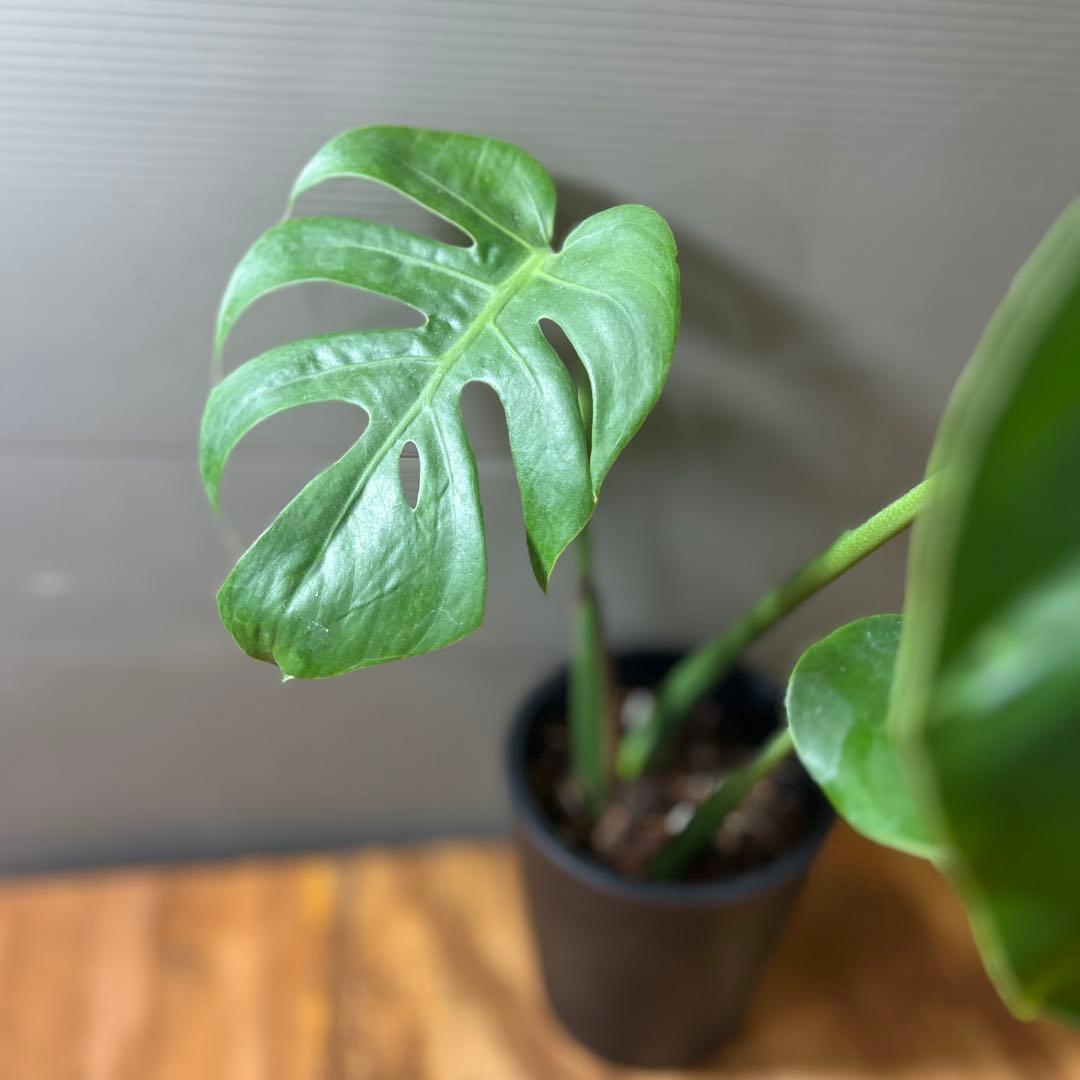 Monstera deliciosa Compacta モンステラ　コンパクタ