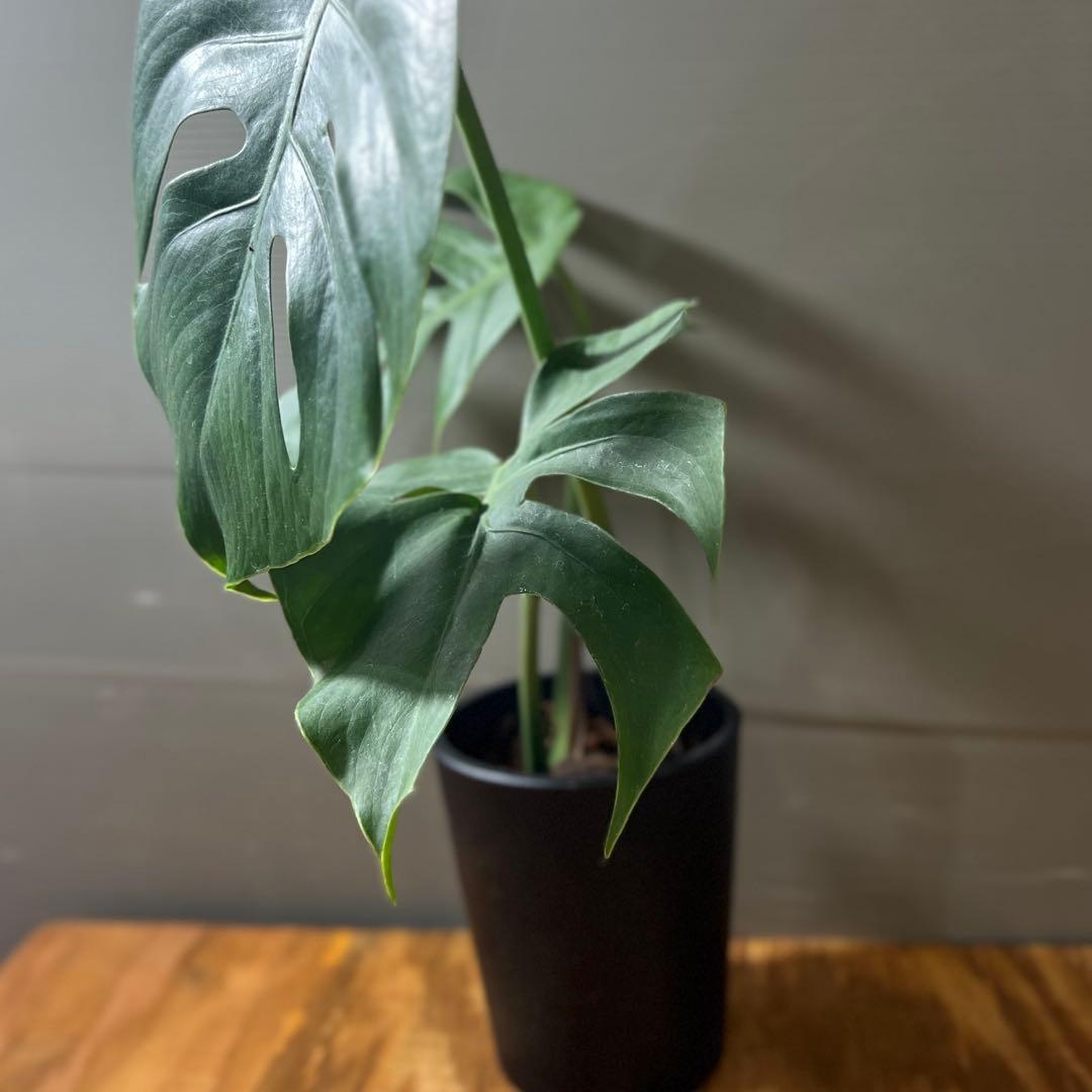 Monstera deliciosa Compacta モンステラ　コンパクタ
