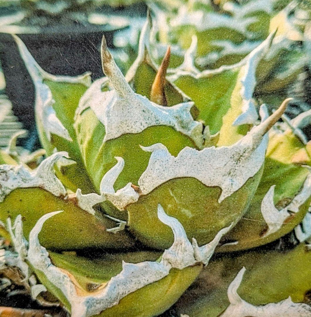 【Berlin産　超優良血統】\"チーター ／猟豹\"　子株出品