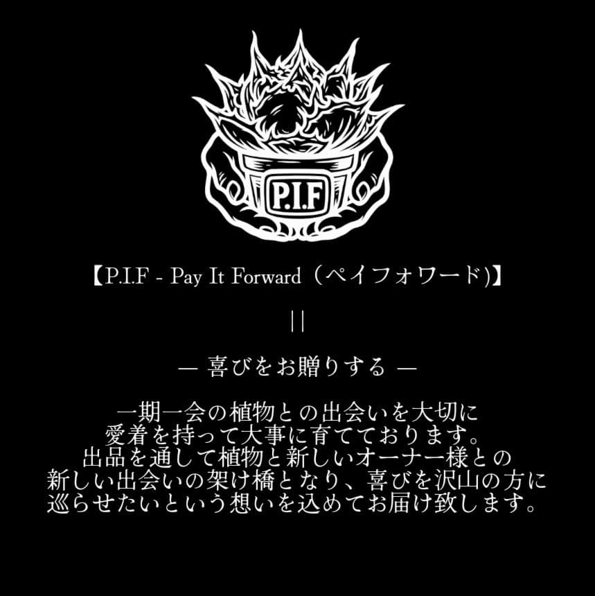 【Berlin産　超優良血統】\"チーター ／猟豹\"　子株出品