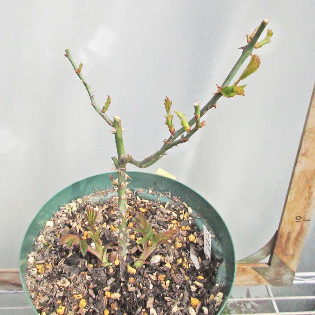 バラ苗　切り花品種　和薔薇　ピンクベージュ　接木苗