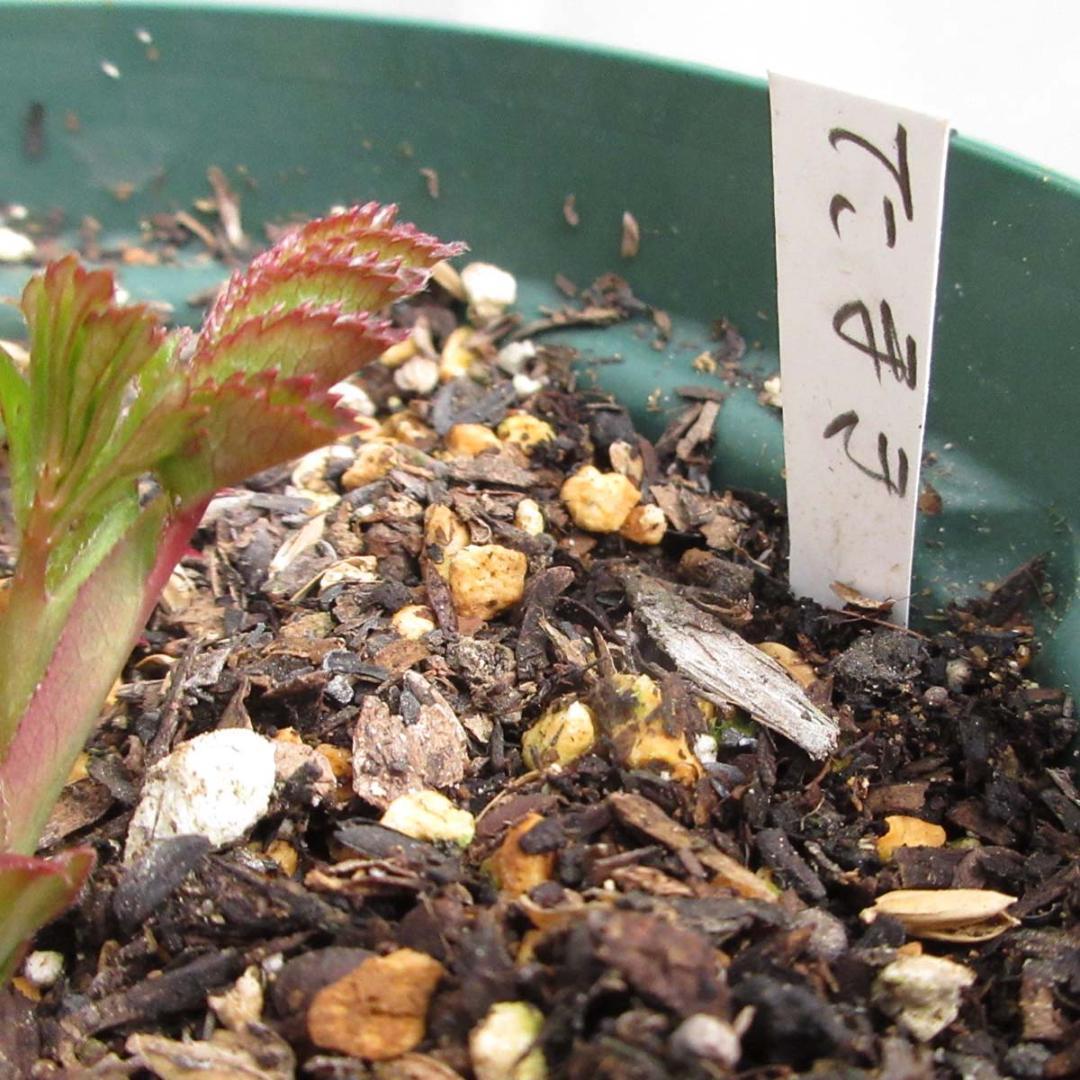 バラ苗　切り花品種　和薔薇　ピンクベージュ　接木苗