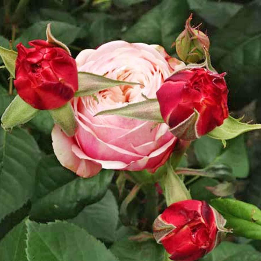 バラ苗　切り花品種　和薔薇　ピンクベージュ　接木苗