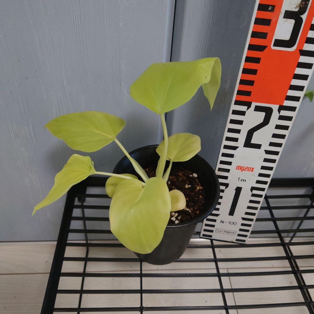 フィロデンドロン　セローム　ゴールド　ワルセヴィッチワルセラ　　もち様確認用