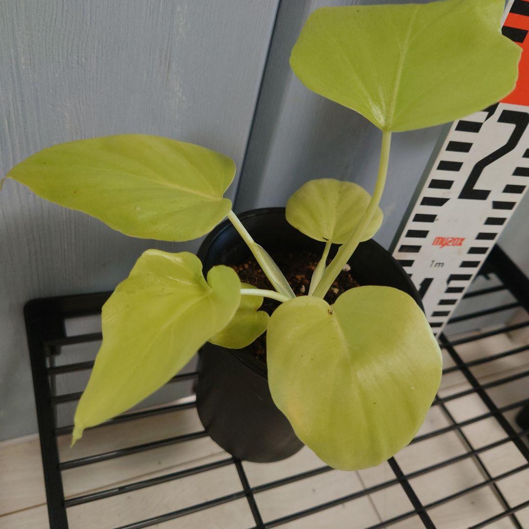 フィロデンドロン　セローム　ゴールド　ワルセヴィッチワルセラ　　もち様確認用