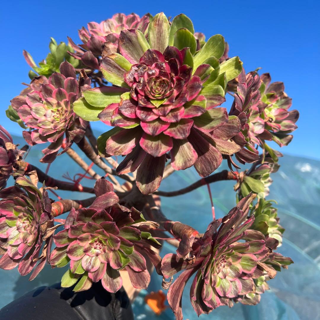 アエオニウム 蛍火粉黛花颜カット苗20頭（群生株）